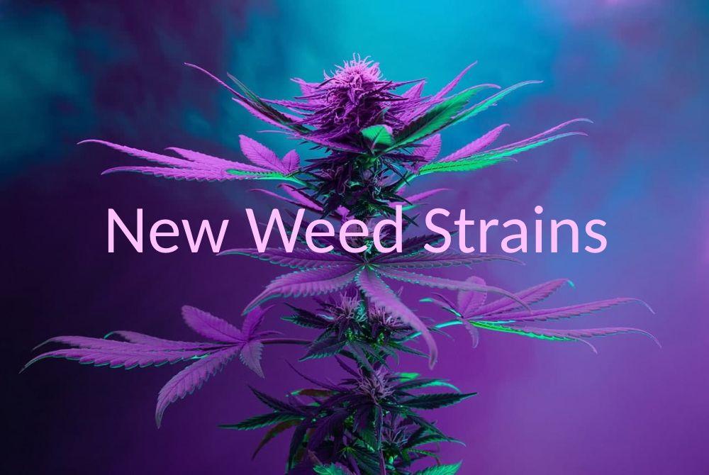 MadBudz News September New Weed Strains
