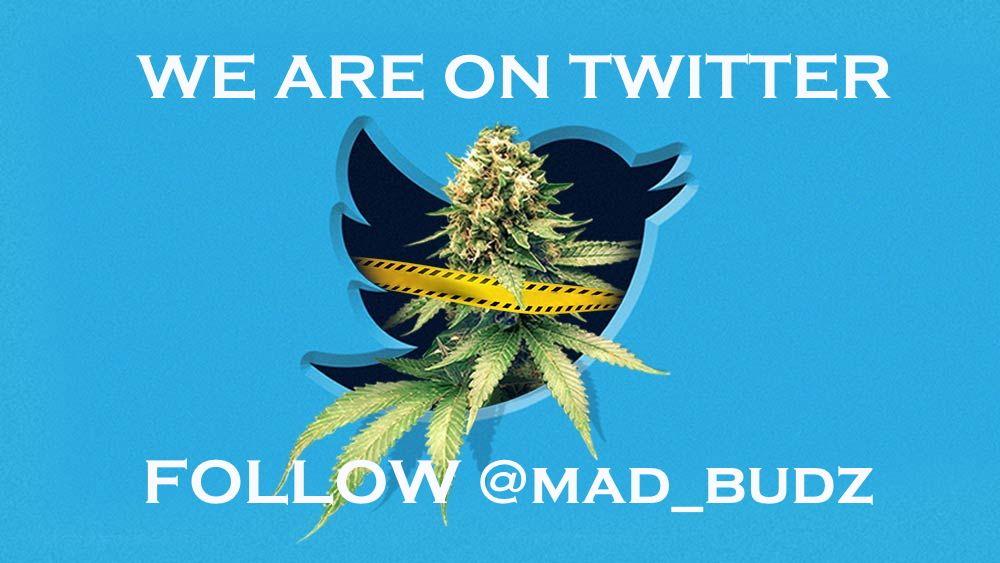 MadBudz News We Are On Twitter